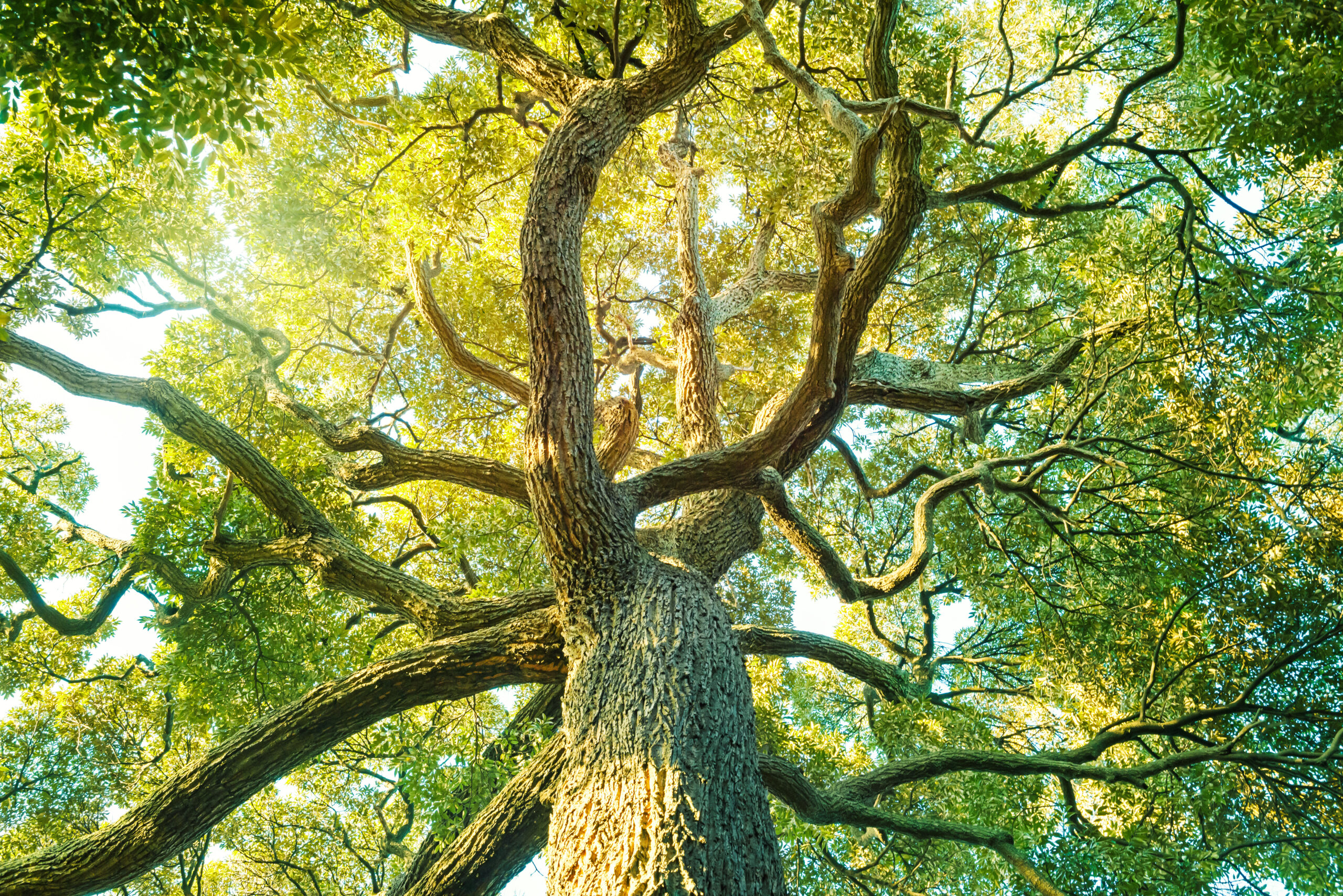 ACCUEIL nature, arbre, calme